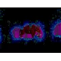 Tanglewood game for MegaDrive/Genesis